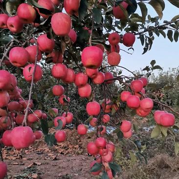 辽宁葫芦岛绥中苹果-红富士苹果产地现货品质好