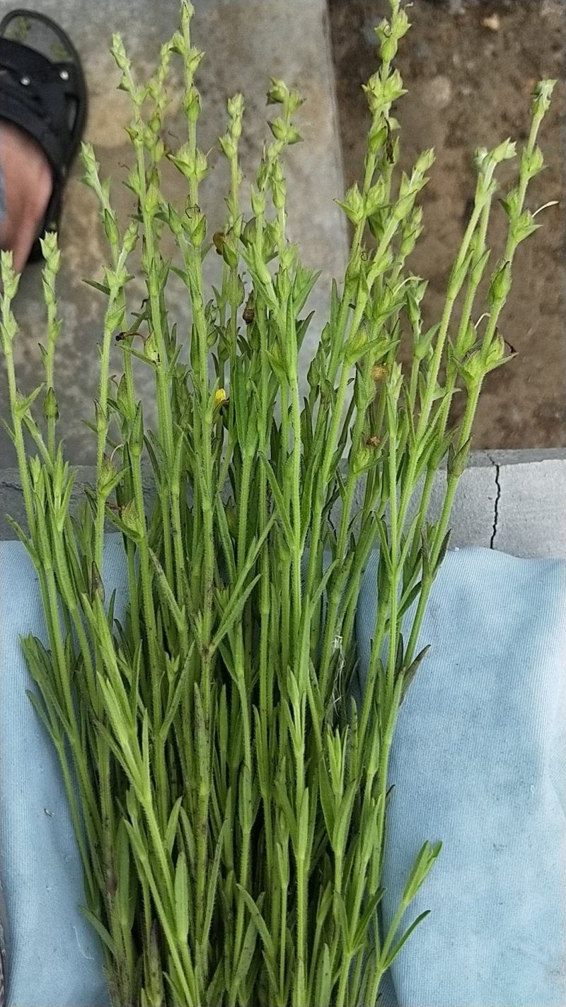 独脚金，黄花草，疳积草，本地野生货(干货)