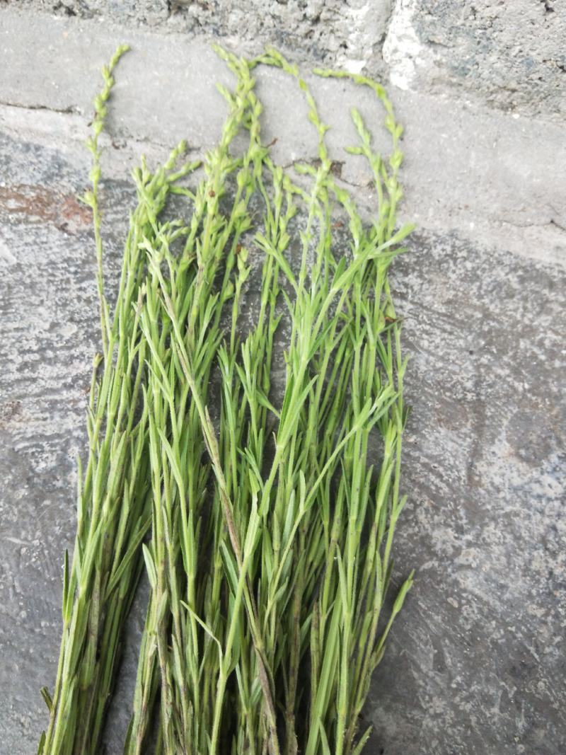 独脚金，黄花草，疳积草，本地野生货(干货)