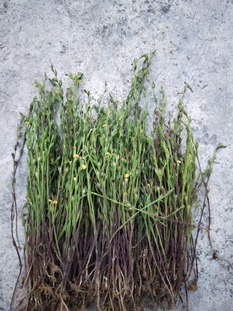 独脚金，黄花草，疳积草，本地野生货(干货)