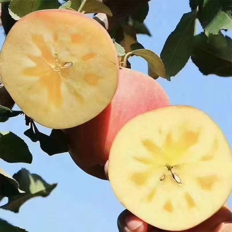 【推荐】云南昭通野生丑苹果冰糖心苹果一件代发【产地代办】