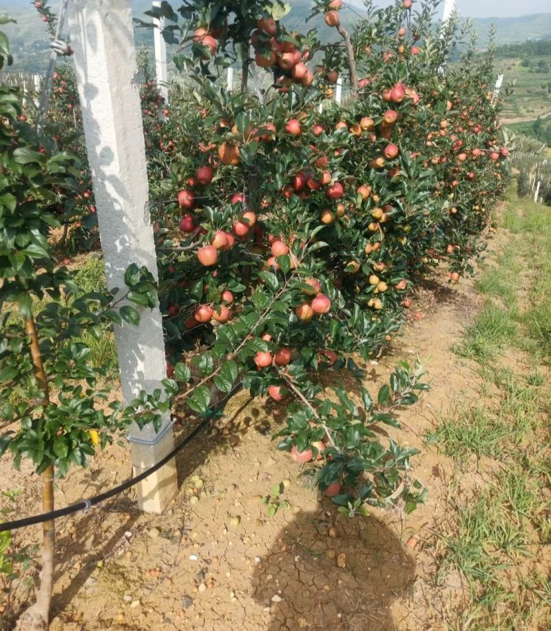 【推荐】云南昭通野生丑苹果冰糖心苹果一件代发【产地代办】
