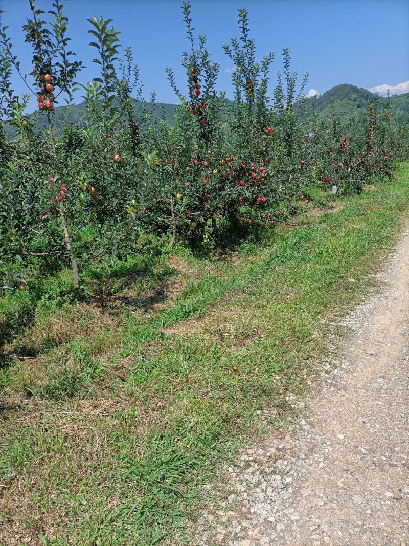 【推荐】云南昭通野生丑苹果冰糖心苹果一件代发【产地代办】