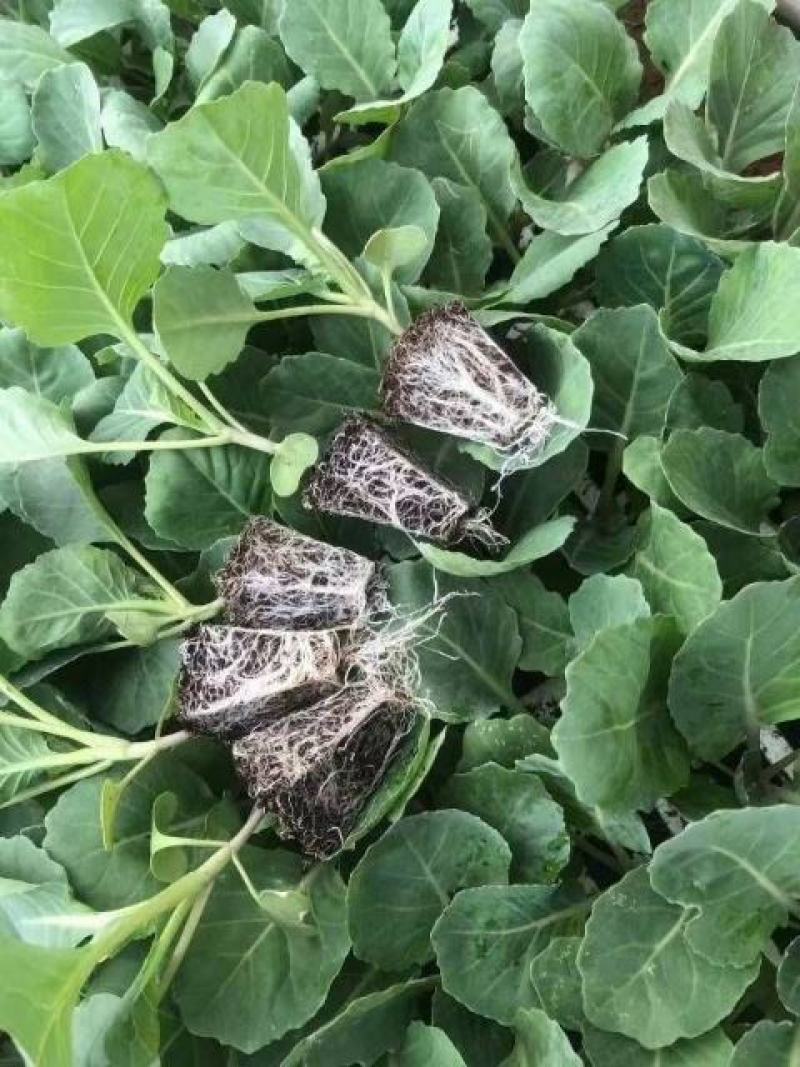 甘蓝苗，苗好清秀整齐，根须发达，成活率高，种植不分地点