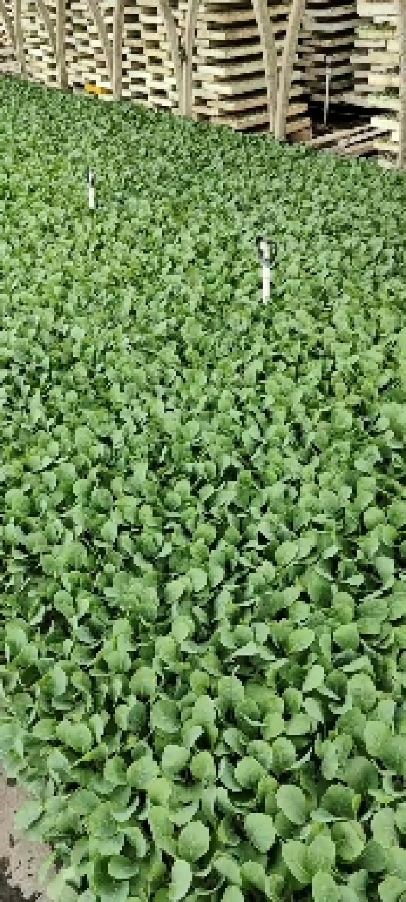 甘蓝苗，苗好清秀整齐，根须发达，成活率高，种植不分地点