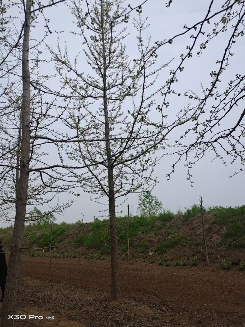 江苏徐州合欢一手货源现挖现发规格齐全基地直发质量保障