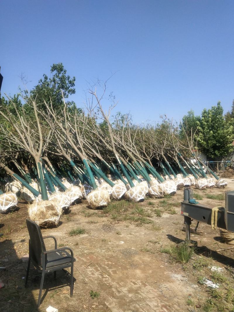 江苏徐州合欢一手货源现挖现发规格齐全基地直发质量保障