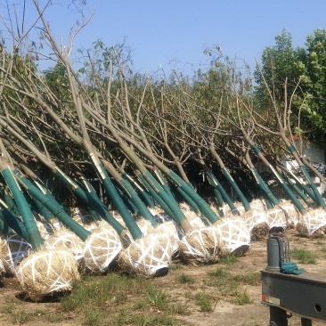 江苏徐州合欢一手货源现挖现发规格齐全基地直发质量保障
