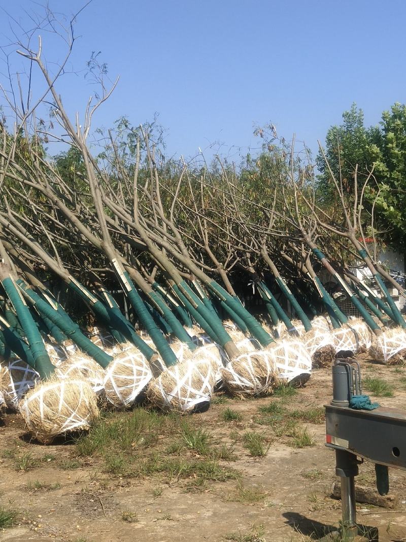 江苏徐州合欢一手货源现挖现发规格齐全基地直发质量保障