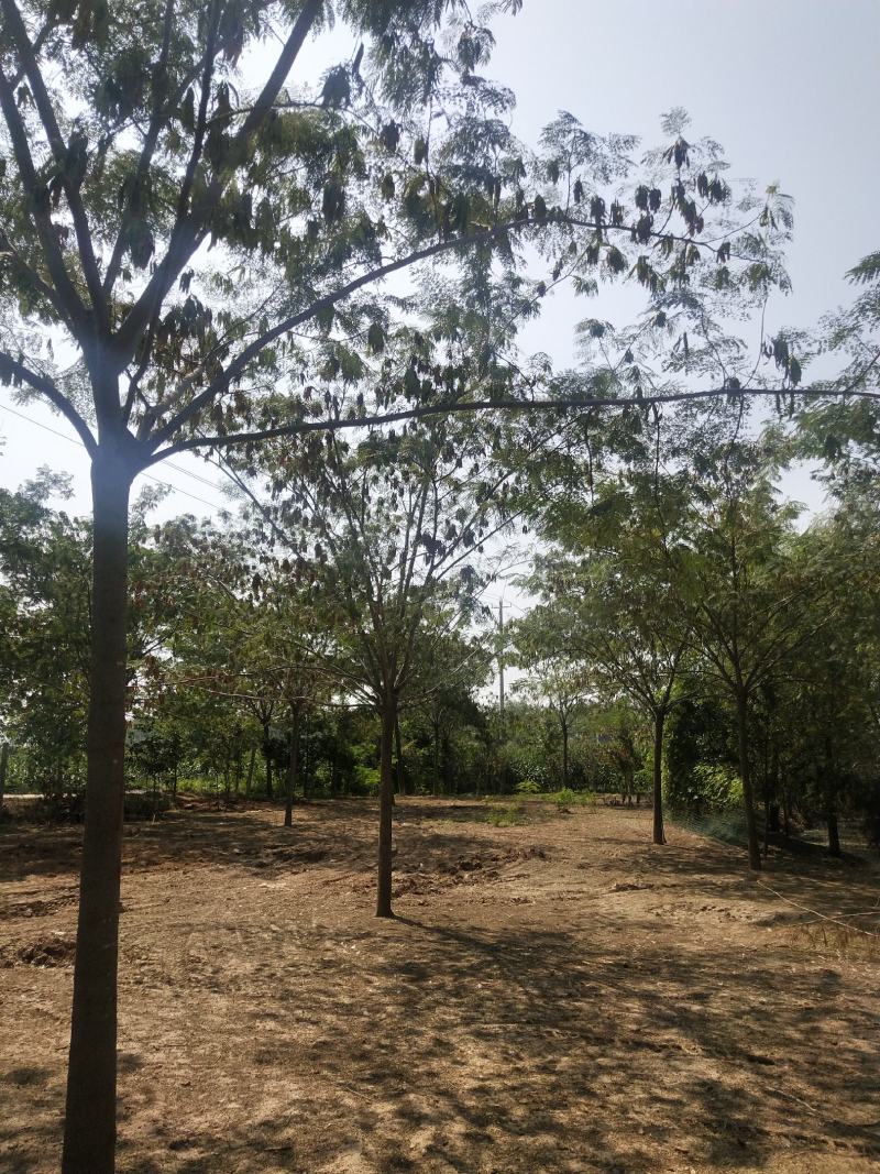 江苏徐州合欢一手货源现挖现发规格齐全基地直发质量保障