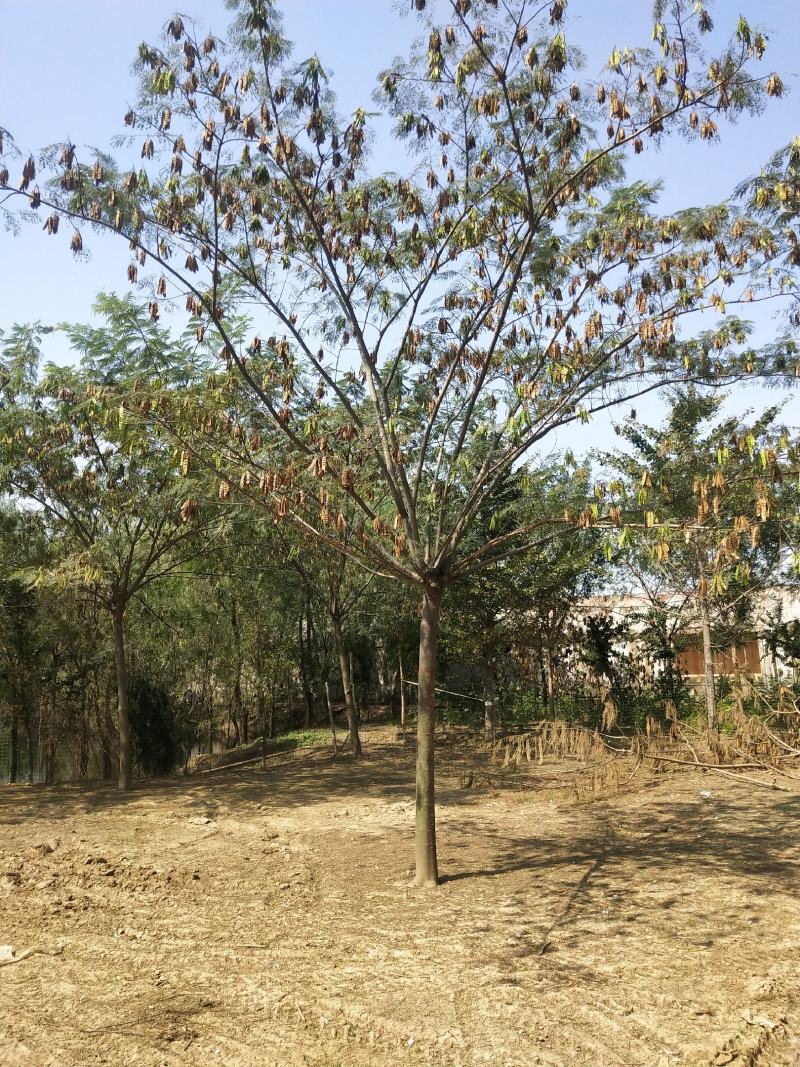 江苏徐州合欢一手货源现挖现发规格齐全基地直发质量保障