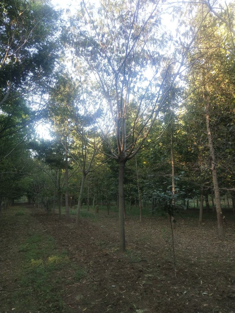 江苏徐州合欢一手货源现挖现发规格齐全基地直发质量保障