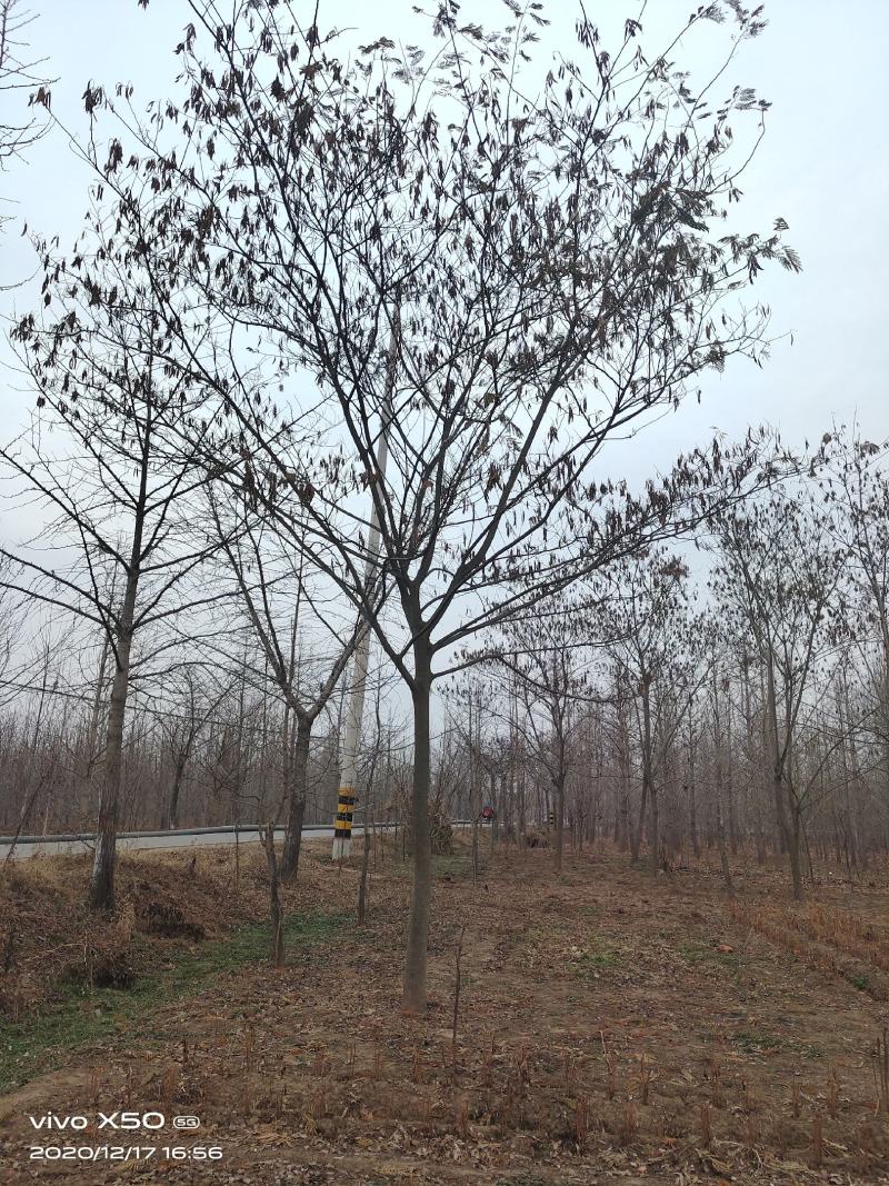 江苏徐州合欢一手货源现挖现发规格齐全基地直发质量保障