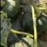 精品贝贝南瓜粉糯香甜质量保证售后保证欢迎来电