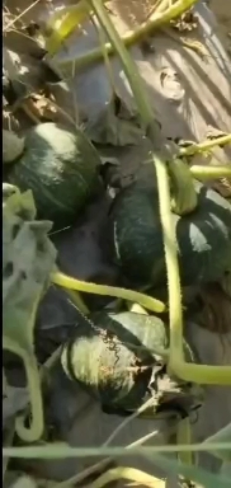 精品贝贝南瓜粉糯香甜质量保证售后保证欢迎来电