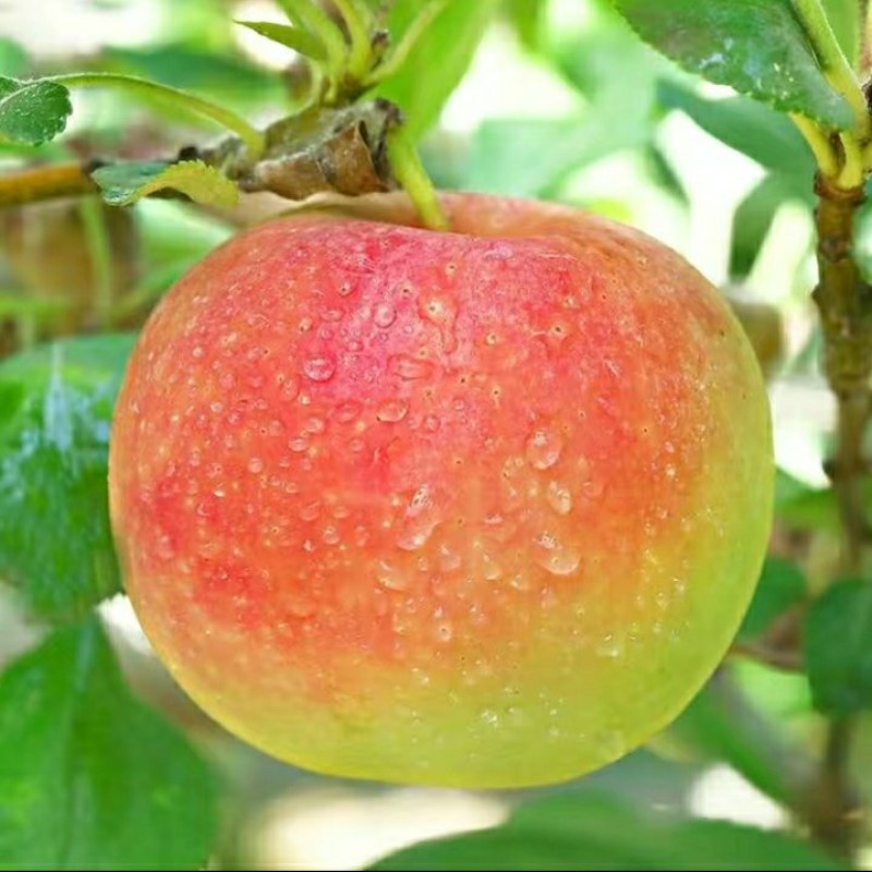 陕西嘎啦苹果当季新鲜水果孕妇整箱包邮平果脆