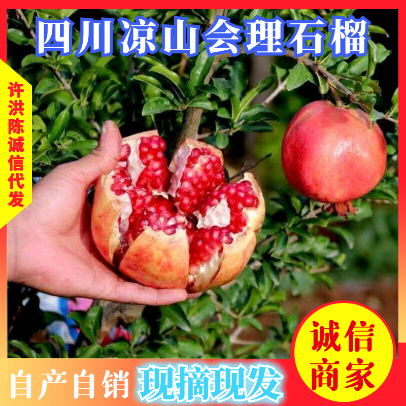 精选会理石榴订货中价格合适批发需要抓紧联系