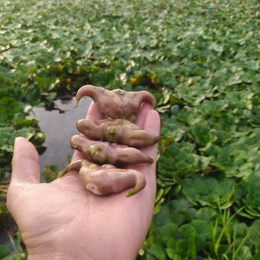 大青菱产地直发中，现采现发，货源充足，物美价廉，欢迎订购