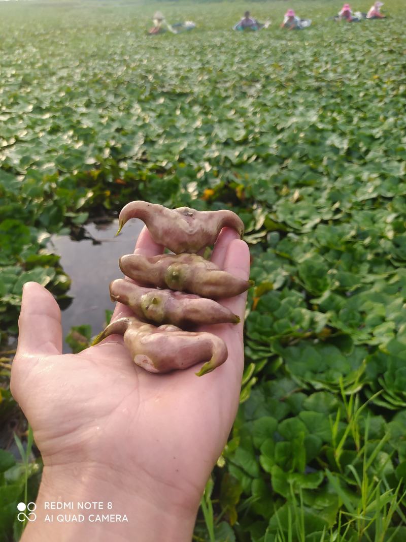 大青菱产地直发中，现采现发，货源充足，物美价廉，欢迎订购