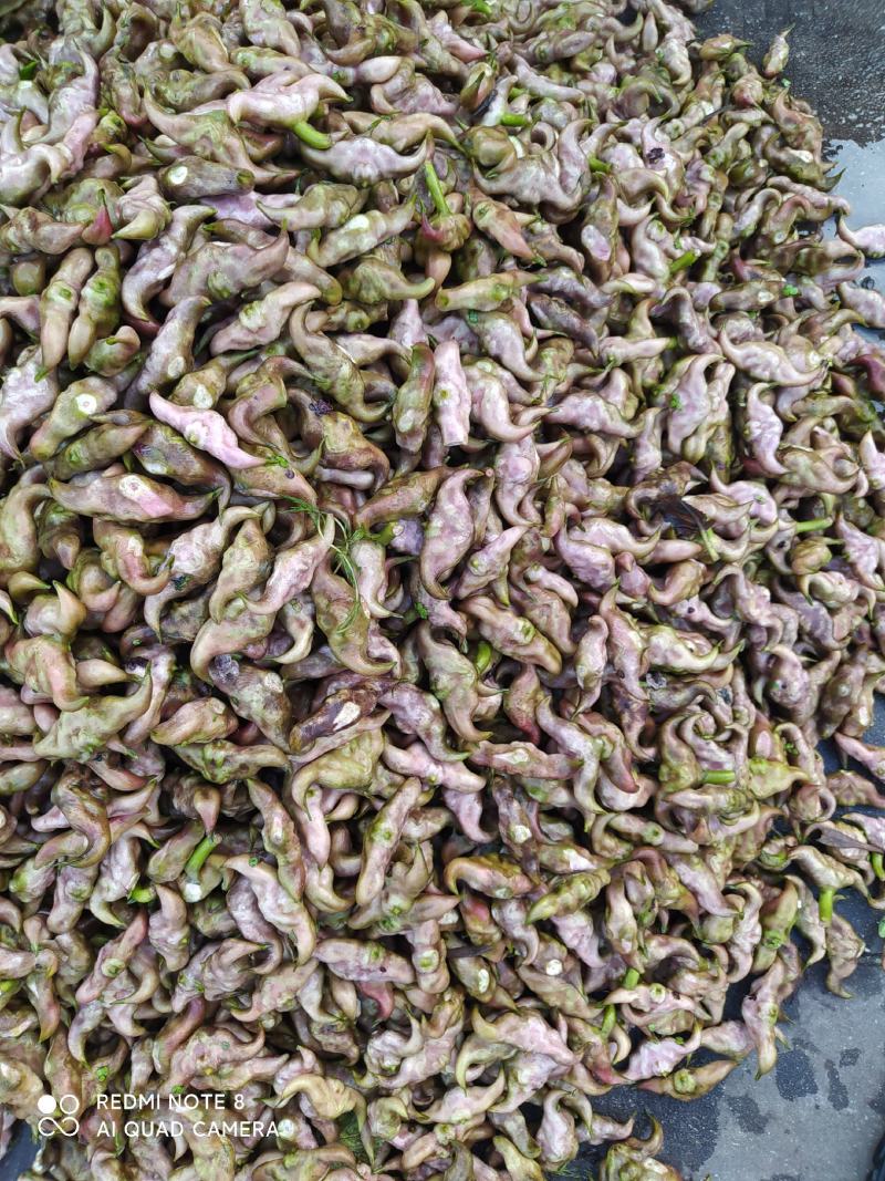 大青菱产地直发中，现采现发，货源充足，物美价廉，欢迎订购