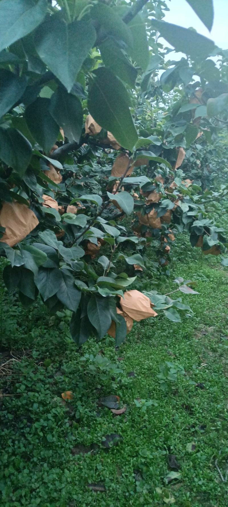 基地常年诚心经营顾客秋月梨冰糖梨，口感纯正，颜色好看！