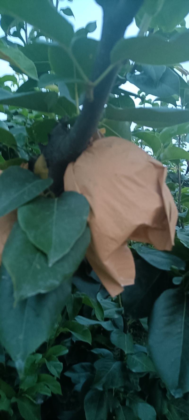 基地常年诚心经营顾客秋月梨冰糖梨，口感纯正，颜色好看！