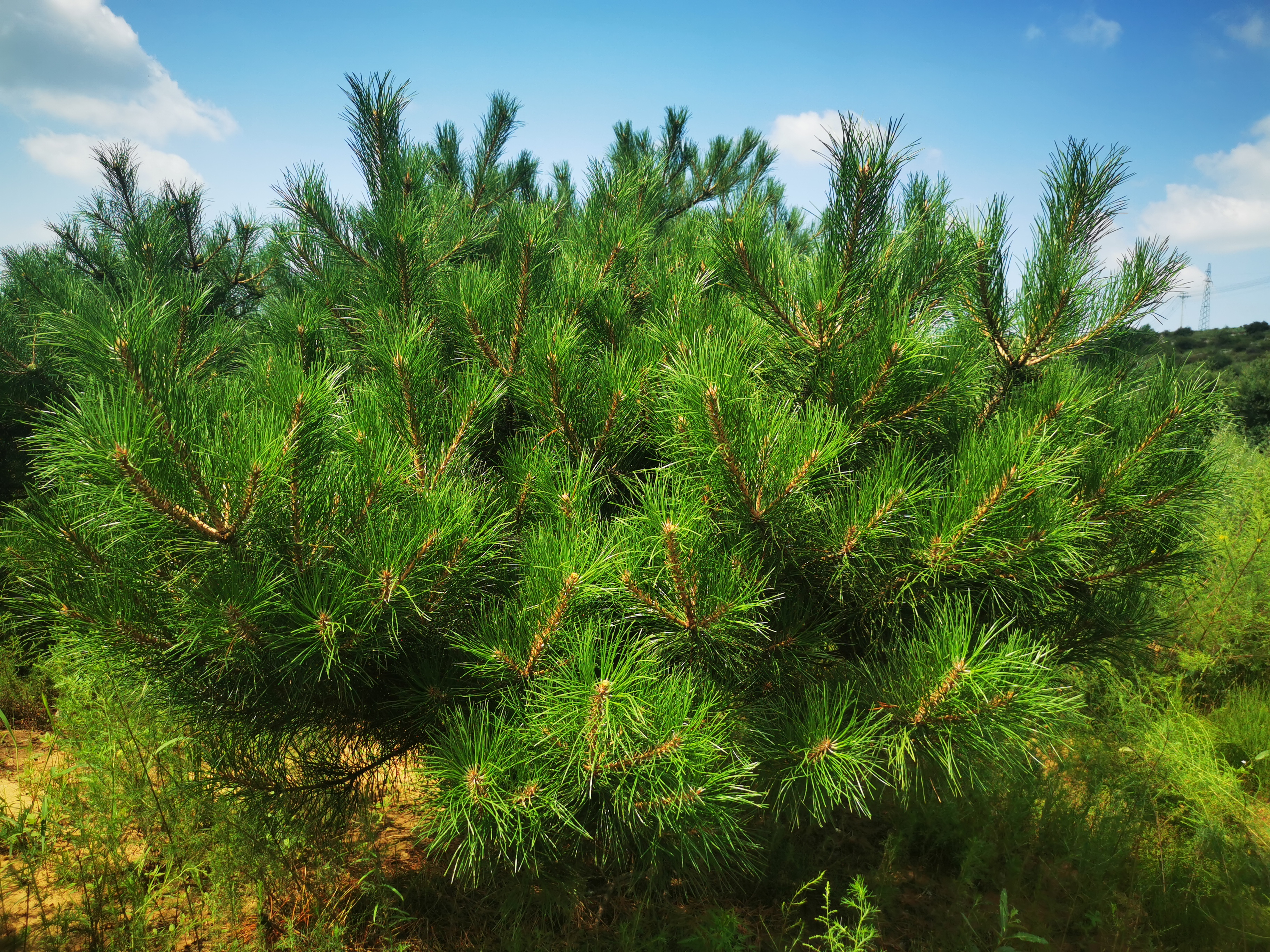 油松节药材特写