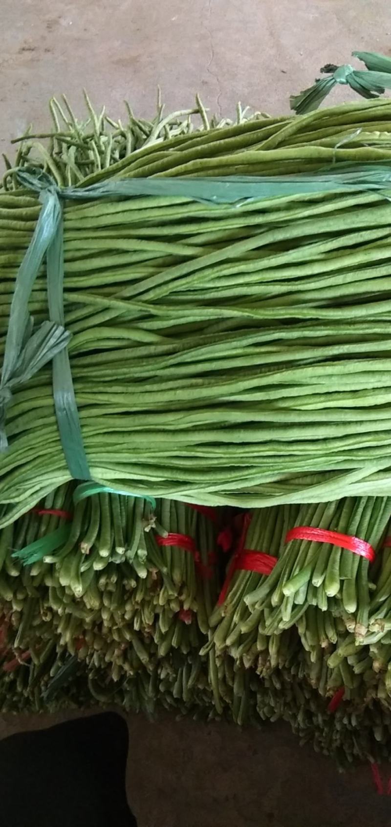 长豆角以大量上市质量好