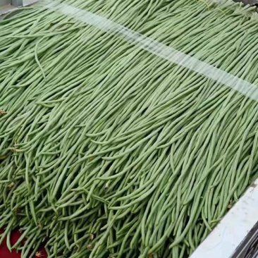 长豆角以大量上市质量好