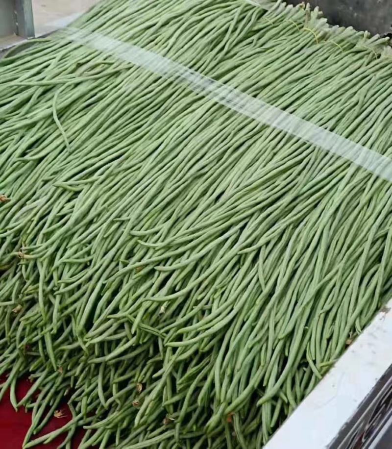长豆角以大量上市质量好