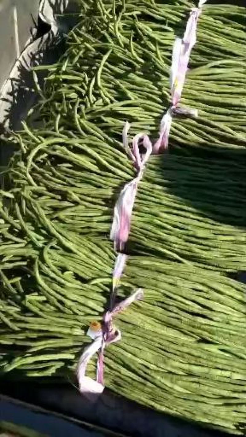 长豆角以大量市如有需要的请于我联系