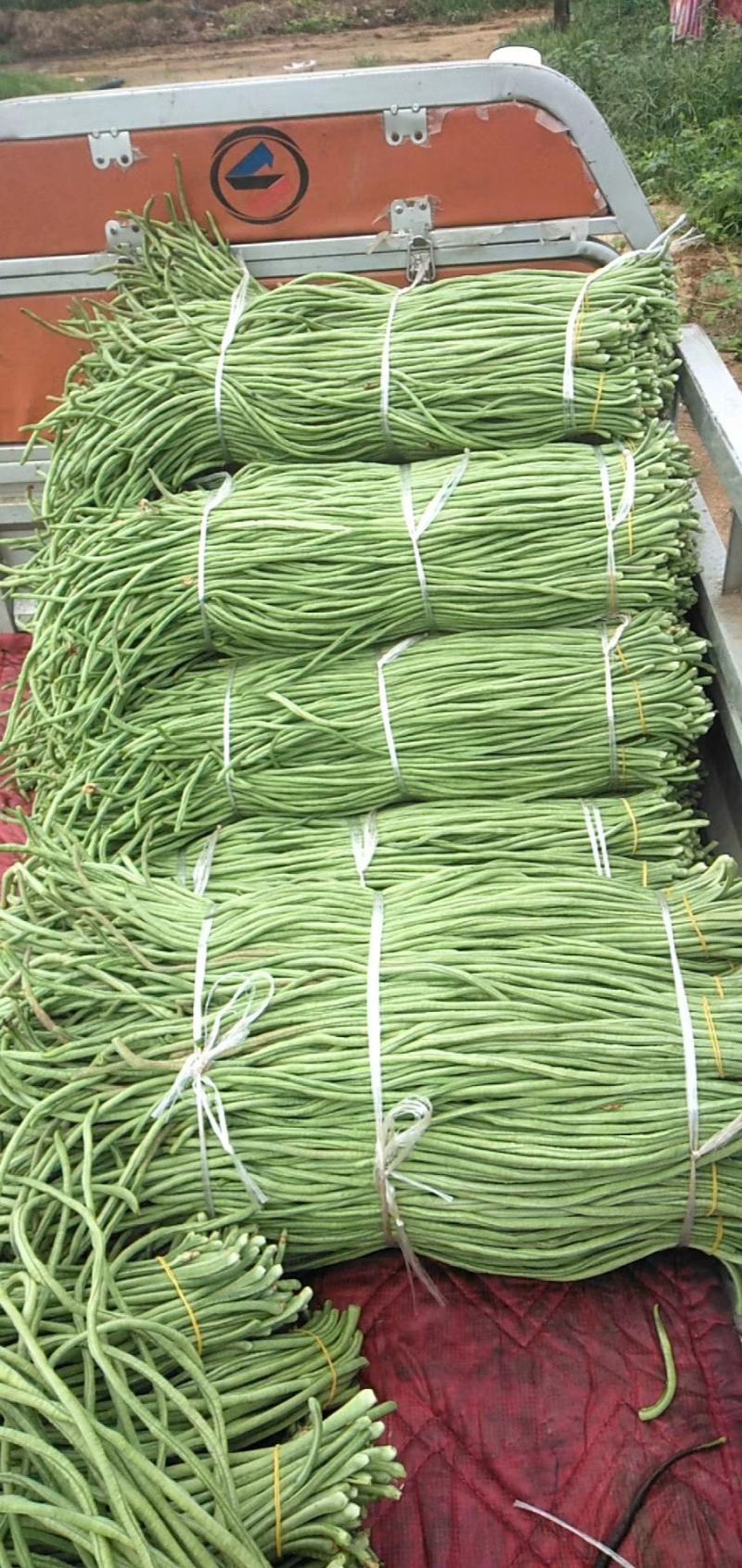 长豆角以大量市如有需要的请于我联系