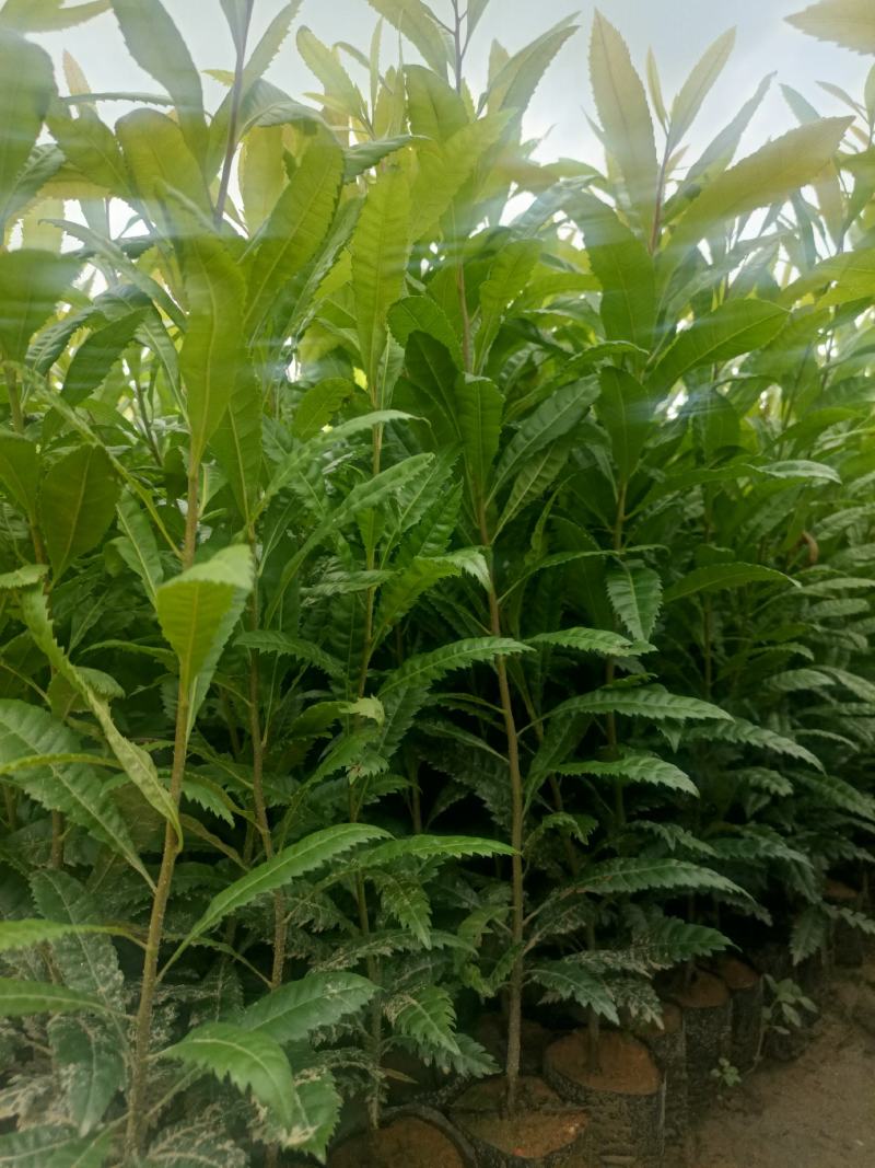 30~50公分高杨梅树杯苗袋苗