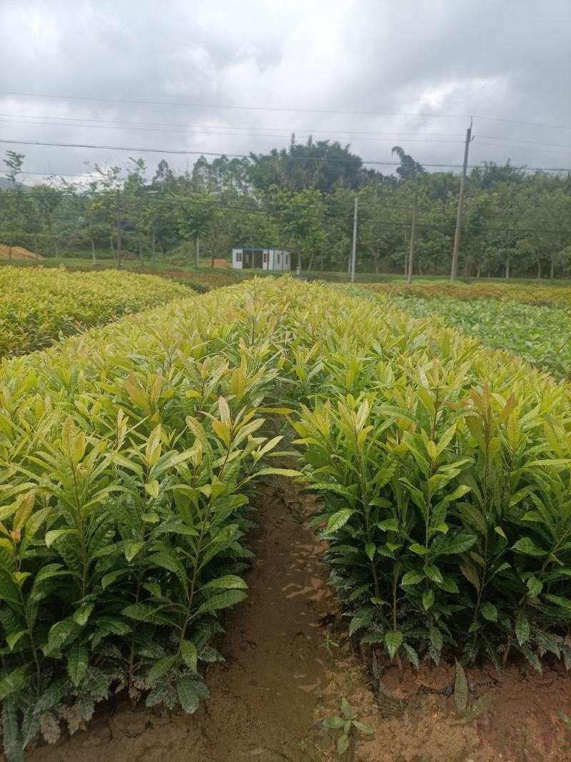 30~50公分高杨梅树杯苗袋苗