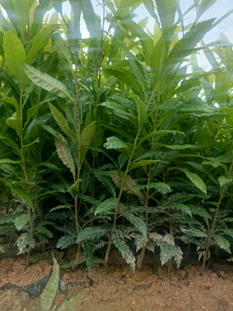 30~50公分高杨梅树杯苗袋苗