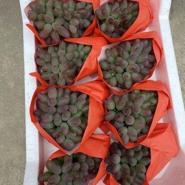 金红娃葡萄