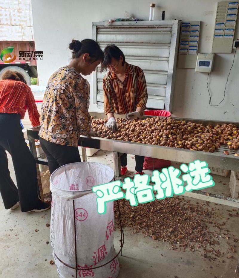 全年供应手工去壳生鲜板栗仁带衣板栗仁，全国发货