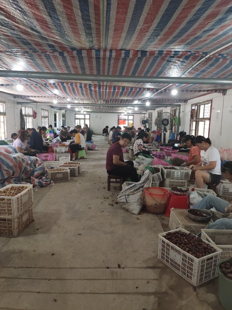 全年供应手工去壳生鲜板栗仁带衣板栗仁，全国发货