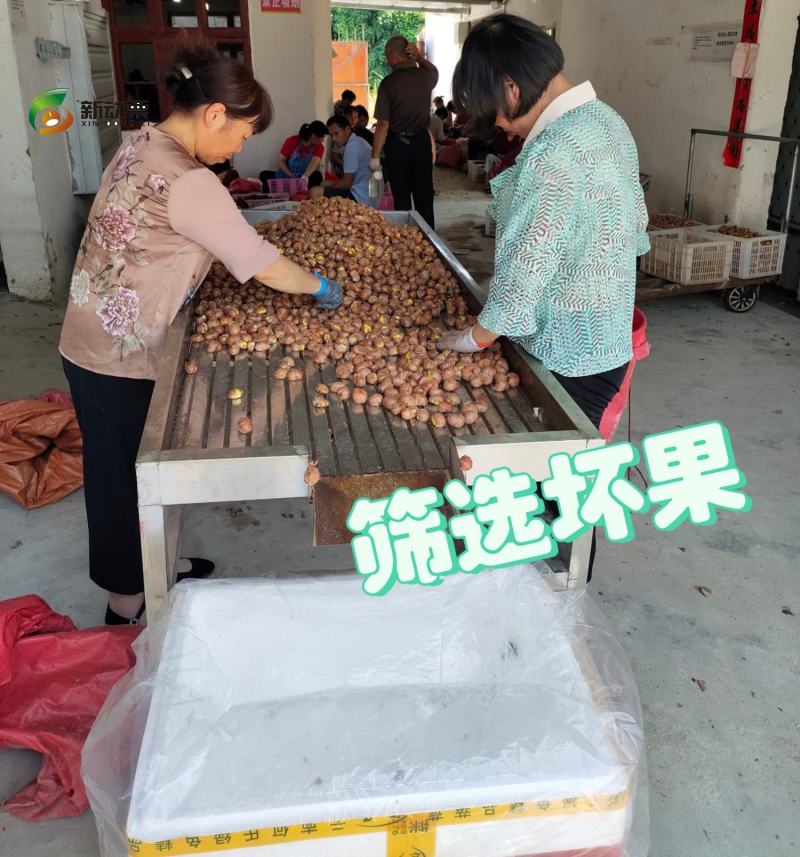 全年供应手工去壳生鲜板栗仁带衣板栗仁，全国发货