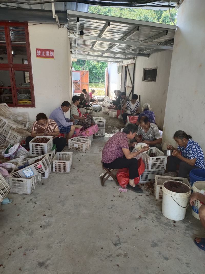 全年供应手工去壳生鲜板栗仁带衣板栗仁，全国发货