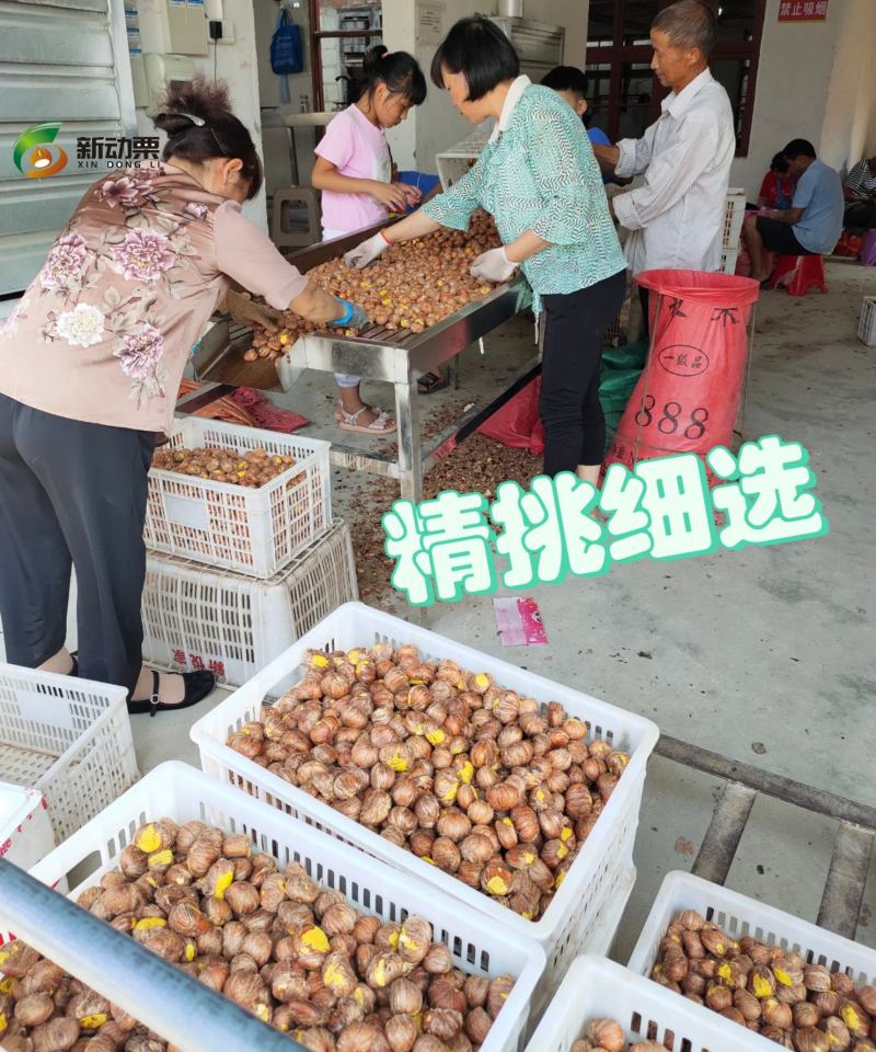 全年供应手工去壳生鲜板栗仁带衣板栗仁，全国发货