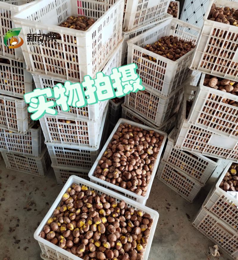 全年供应手工去壳生鲜板栗仁带衣板栗仁，全国发货