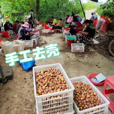 全年供应手工去壳生鲜板栗仁带衣板栗仁，全国发货