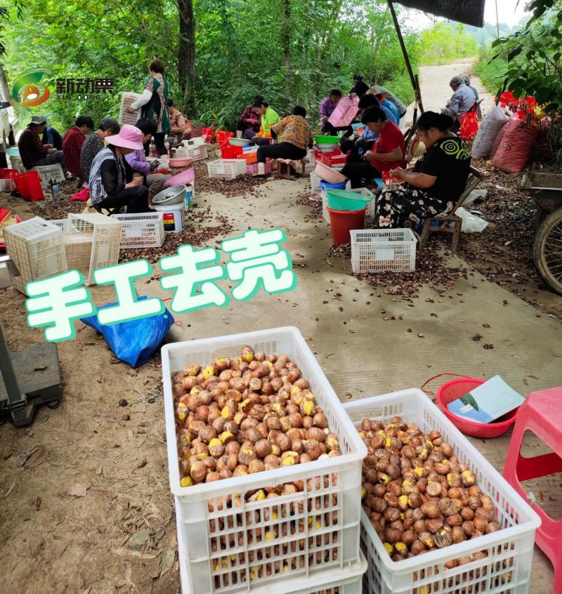 全年供应手工去壳生鲜板栗仁带衣板栗仁，全国发货