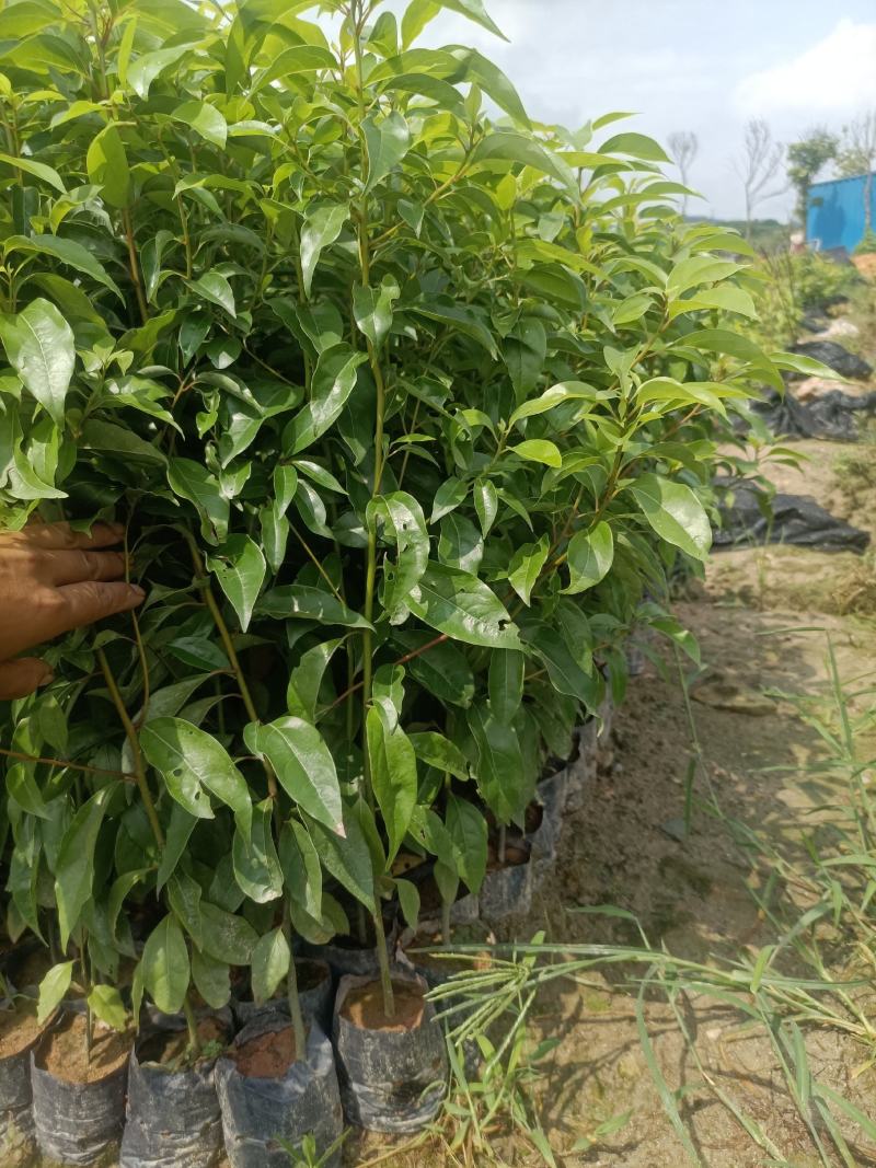 30~70公分起香樟树苗袋苗