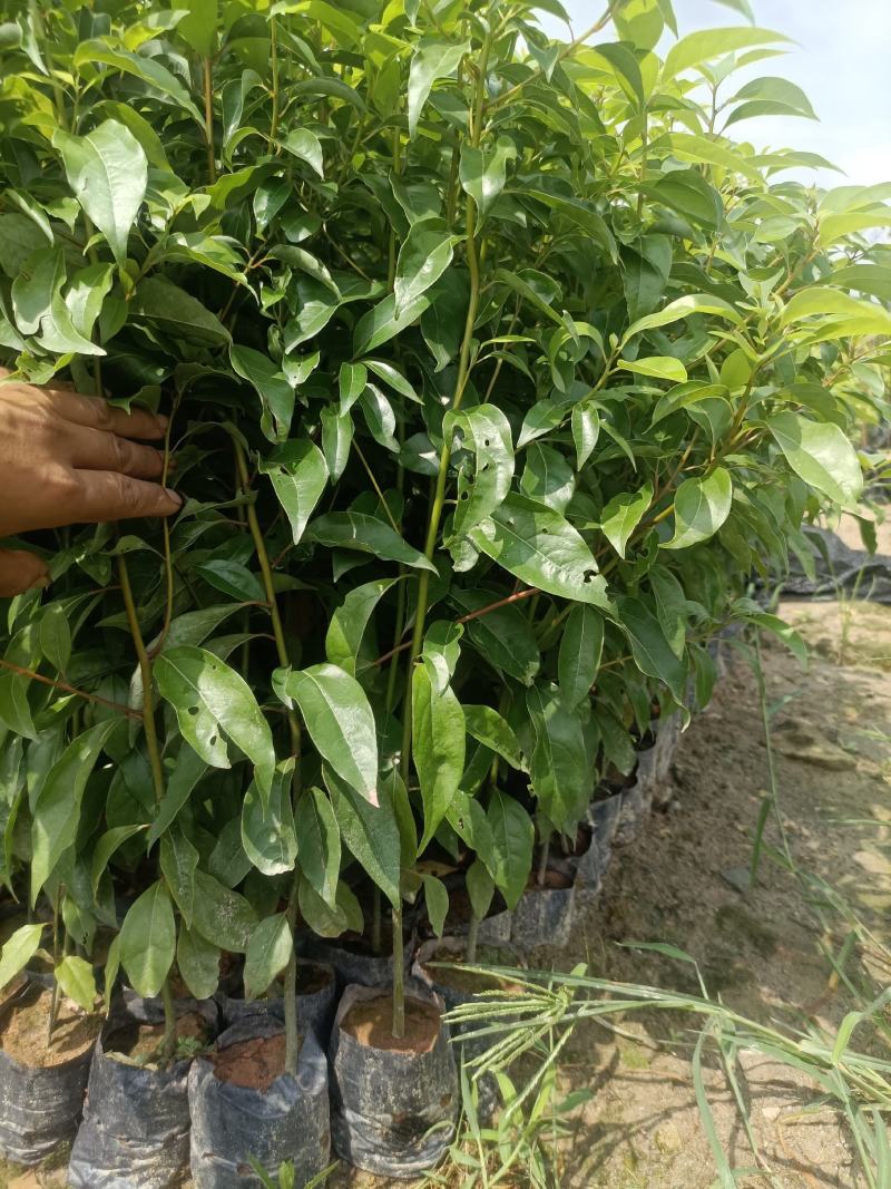 30~70公分起香樟树苗袋苗