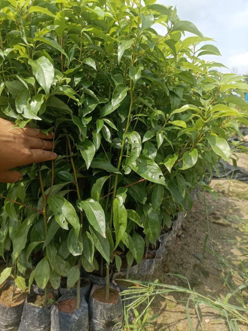 30~70公分起香樟树苗袋苗