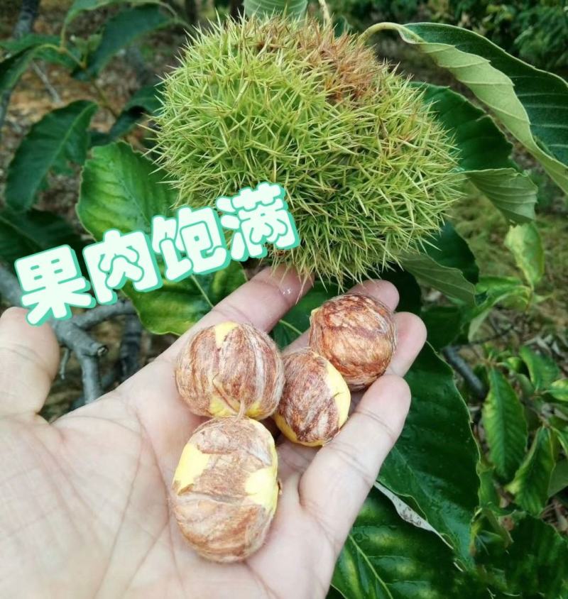 全年供应手工去壳生鲜板栗仁带衣板栗仁，全国发货