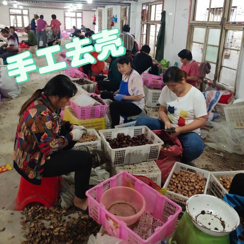 全年供应手工去壳生鲜板栗仁带衣板栗仁，全国发货