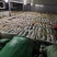 2025年新板栗，多种规格可定做，厂家直供品质可靠